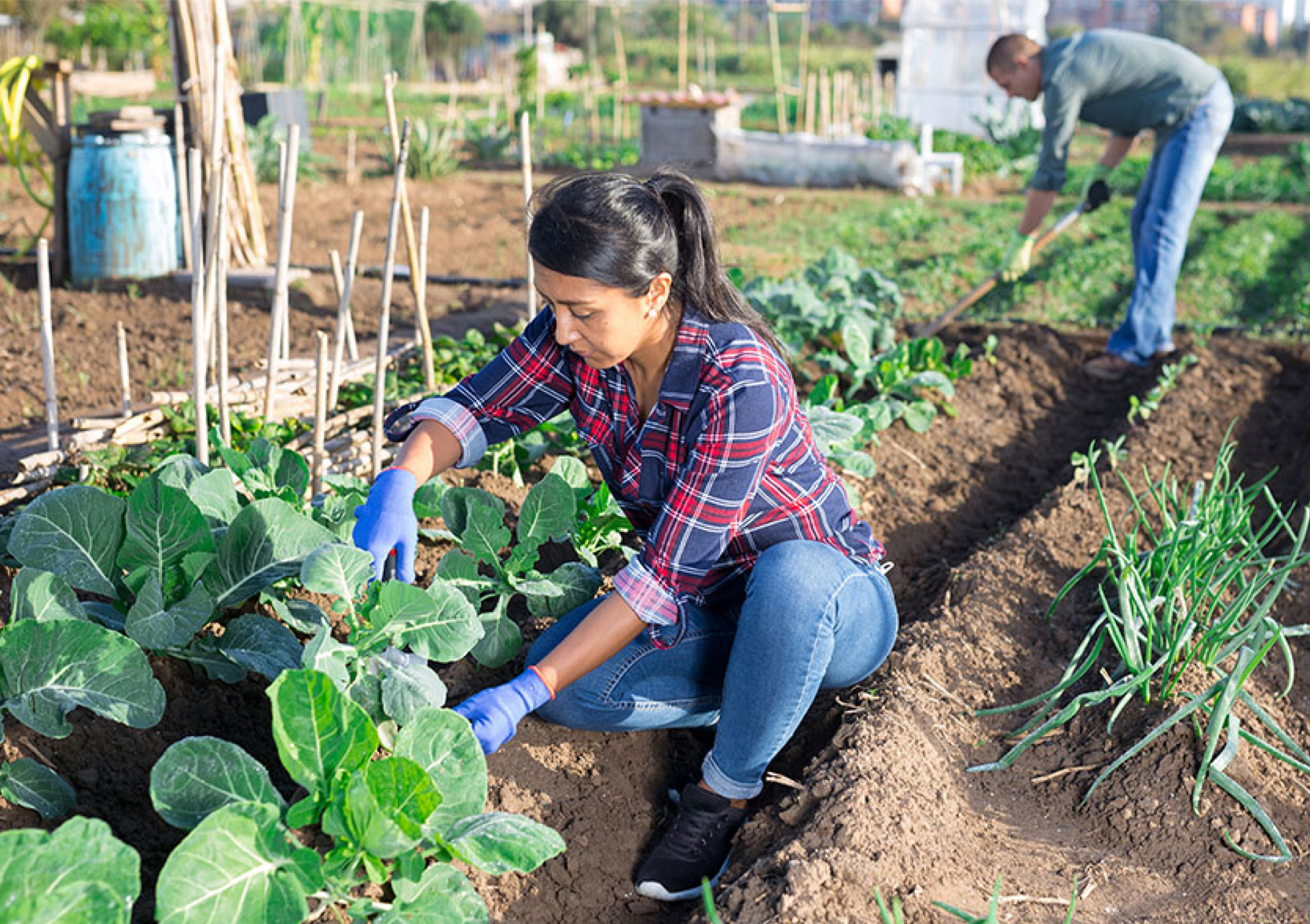 gardening woman man istock
